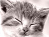 Extra Cozy Places  -- Free Cute Pets, Screensavers from American Greetings