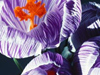 Exotic Flowers