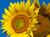 summer flowers