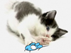 Cat and Mouse  -- Free Cute Pets, Screensavers from American Greetings
