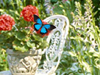 Butterfly Gardens  -- Free Celebrate the Season, Screensavers from American Greetings