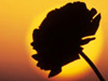 Dramatic Sunsets  -- Free Celebrate Summer, Screensavers from American Greetings