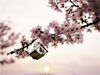Spring Blossoms  -- Free Celebrate the Season, Screensavers from American Greetings