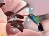 A Hummingbird Moment 