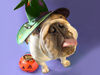 Halloween Pet Parade 