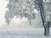 snowbound