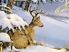 Christmas Scenes -- Free Christmas screensavers -- Yahoo! Greetings screensavers