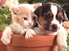 Buddies 