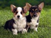 Did Someone Say "Dinner"?  -- Free Dogs, Pets Desktop Wallpapers from American Greetings