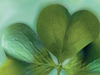 Shamrocks  -- Free Traditional March, Desktop Wallpapers from American Greetings