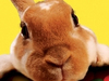 Easter Bunny -- Free Easter wallpapers -- Yahoo! Greetings wallpapers