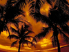Tropical Dream 