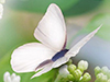 Butterflies and Flowers  -- Free Just Because Static, Desktop Wallpapers from American Greetings