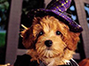 Happy Howloween 