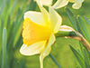Field of Flowers  -- Free Celebrate Spring, Desktop Wallpapers from American Greetings