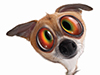 All Screwed Up!  -- Free Funny Dogs,Funny  Pets Desktop Wallpapers from American Greetings