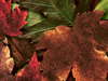 Fall Leaves  -- Free Traditional Celebrate Fall, Desktop Wallpapers from American Greetings