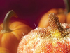 Autumn Magic  -- Free Traditional Celebrate Fall, Desktop Wallpapers from American Greetings