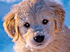 Pet Wallpapers