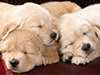Long Winter's Nap -- Free Dog wallpapers -- Yahoo! Greetings wallpapers