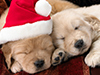 Christmas Puppies 