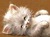 Contented Kitty  -- Free Pets Nature, Desktop Wallpapers from American Greetings