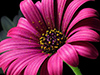 In the Garden  -- Free Religious Nature, Desktop Wallpapers from American Greetings