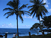 Alone in Paradise 
