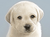 Pack of Pups -- Free Dog wallpapers -- Yahoo! Greetings wallpapers