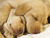 Sleeping Puppies  -- Free Dogs, Pets Desktop Wallpapers from American Greetings
