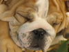 Puppy Dreams -- Free Dog wallpapers -- Yahoo! Greetings wallpapers