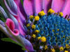 Fluorescent Bloom  -- Free Simple Nature, Desktop Wallpapers from American Greetings