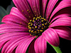 Fuschia Daisy  -- Free Simple Nature, Desktop Wallpapers from American Greetings