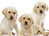 Cute Retriever Puppy  -- Free Dogs, Pets Desktop Wallpapers from American Greetings