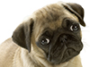 A Cute Pug -- Free Dog wallpapers -- Yahoo! Greetings wallpapers