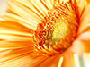 Orange Burst  -- Free Simple Nature, Desktop Wallpapers from American Greetings