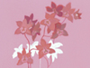 February Calendar  -- Free Traditional Calendar Flower,Traditional Calendar  Nature Desktop Wallpapers from American Greetings