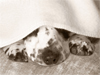 Puppy Nose Best  -- Free Cute Dogs Animal,Cute  Pets Animal Desktop Wallpapers from American Greetings