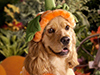 Jack-o-Spaniel  -- Free Cute Dogs Animal,Cute  Pets Animal Desktop Wallpapers from American Greetings