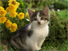 Yard Kitty  -- Free Pets Nature, Desktop Wallpapers from American Greetings