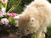 Thirsty Kitten  -- Free Pets Nature, Desktop Wallpapers from American Greetings
