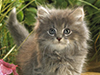 Garden Explorer  -- Free Pets Nature, Desktop Wallpapers from American Greetings
