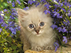 Kitten in Bloom  -- Free Pets Nature, Desktop Wallpapers from American Greetings