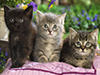 Three Little Kitties  -- Free Pets Nature, Desktop Wallpapers from American Greetings