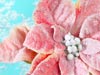 Wonderful Poinsettia  -- Free Traditional December, Desktop Wallpapers from American Greetings