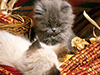 Lazy, Maize-y Kittens  -- Free Cute Just Because Animal, Desktop Wallpapers from American Greetings