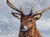 Solitary Stag  -- Free Just Because Animal, Desktop Wallpapers from American Greetings