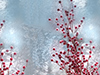 Winter Berries 