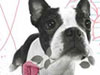 Puppy Love  -- Free Pets Nature, Desktop Wallpapers from American Greetings