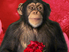 Monkey Love  -- Free Holiday Animal, Desktop Wallpapers from American Greetings